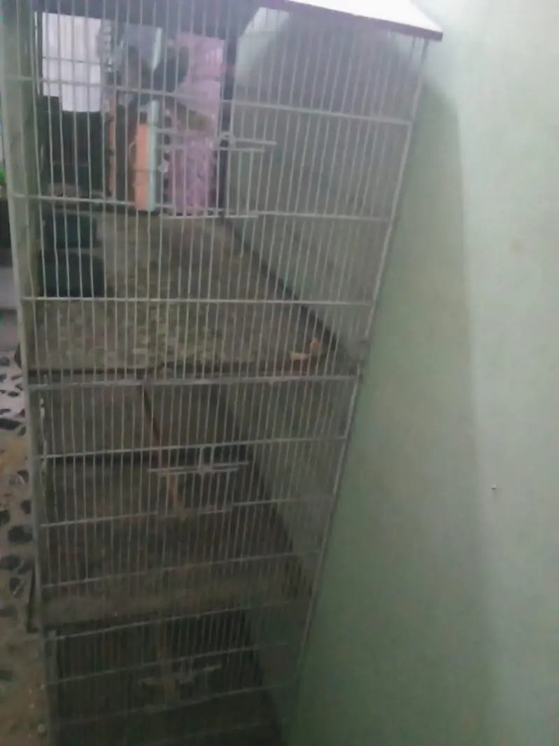 Birds cage — photo 2
