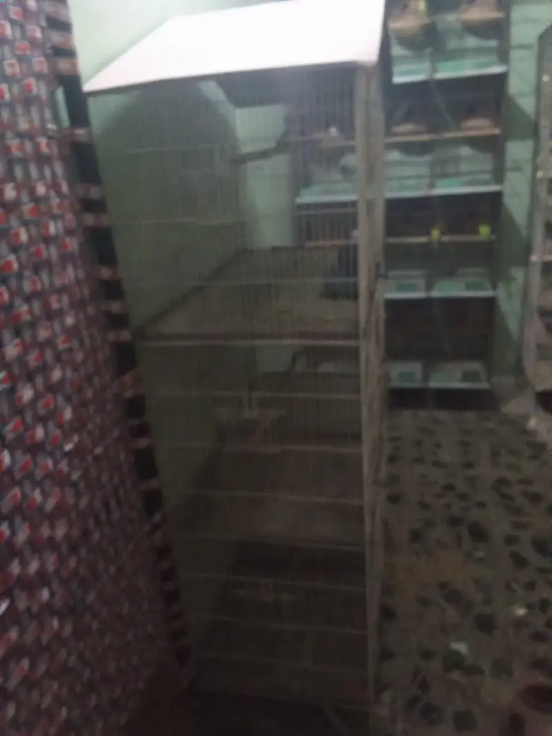 Birds cage — photo 4