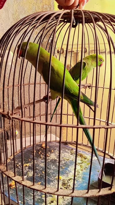 ring neck pair