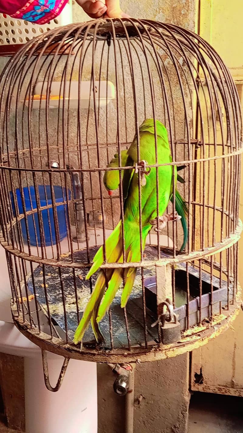 ring neck pair 2