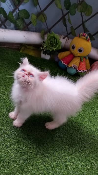 Pure Persian Peki/Peke Face Kitten/Cat