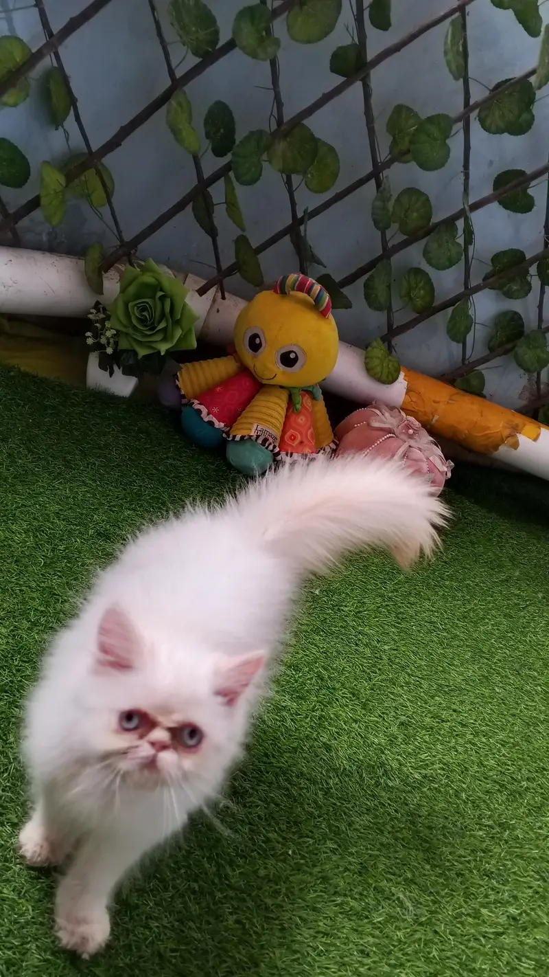 Pure Persian Peki/Peke Face Kitten/Cat — photo 2