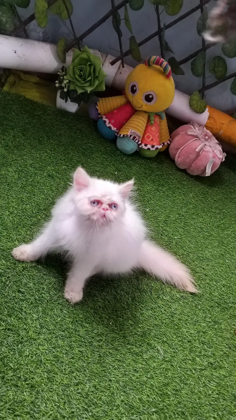 Pure Persian Peki/Peke Face Kitten/Cat — photo 3