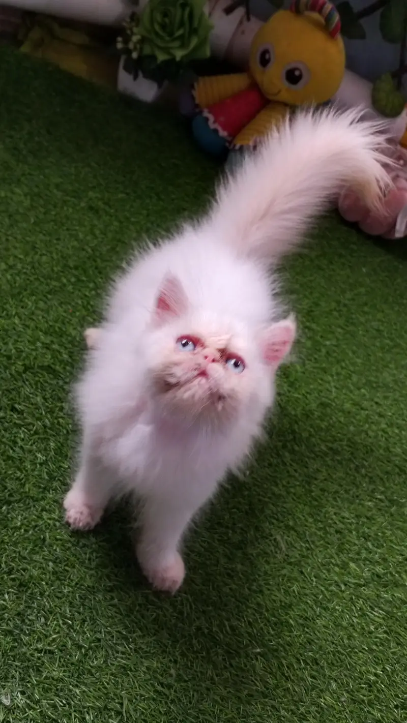 Pure Persian Peki/Peke Face Kitten/Cat — photo 4