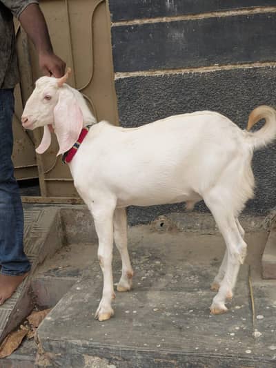 gulabi Bakra
