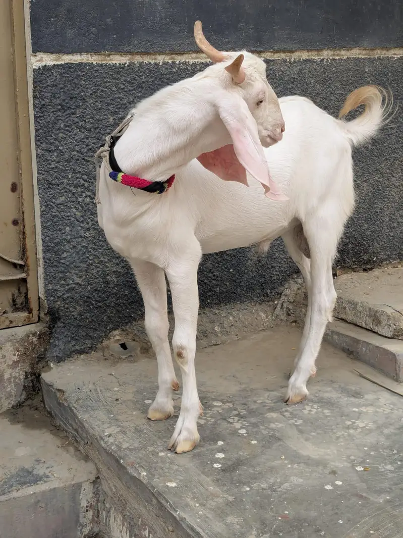 gulabi Bakra — photo 2