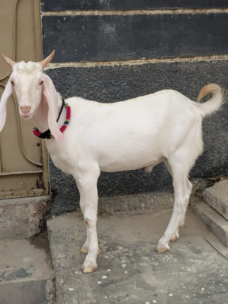 gulabi Bakra — photo 3
