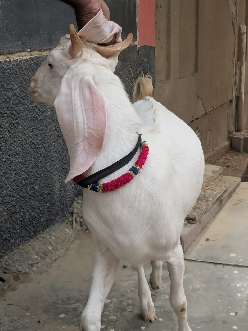 gulabi Bakra — photo 4