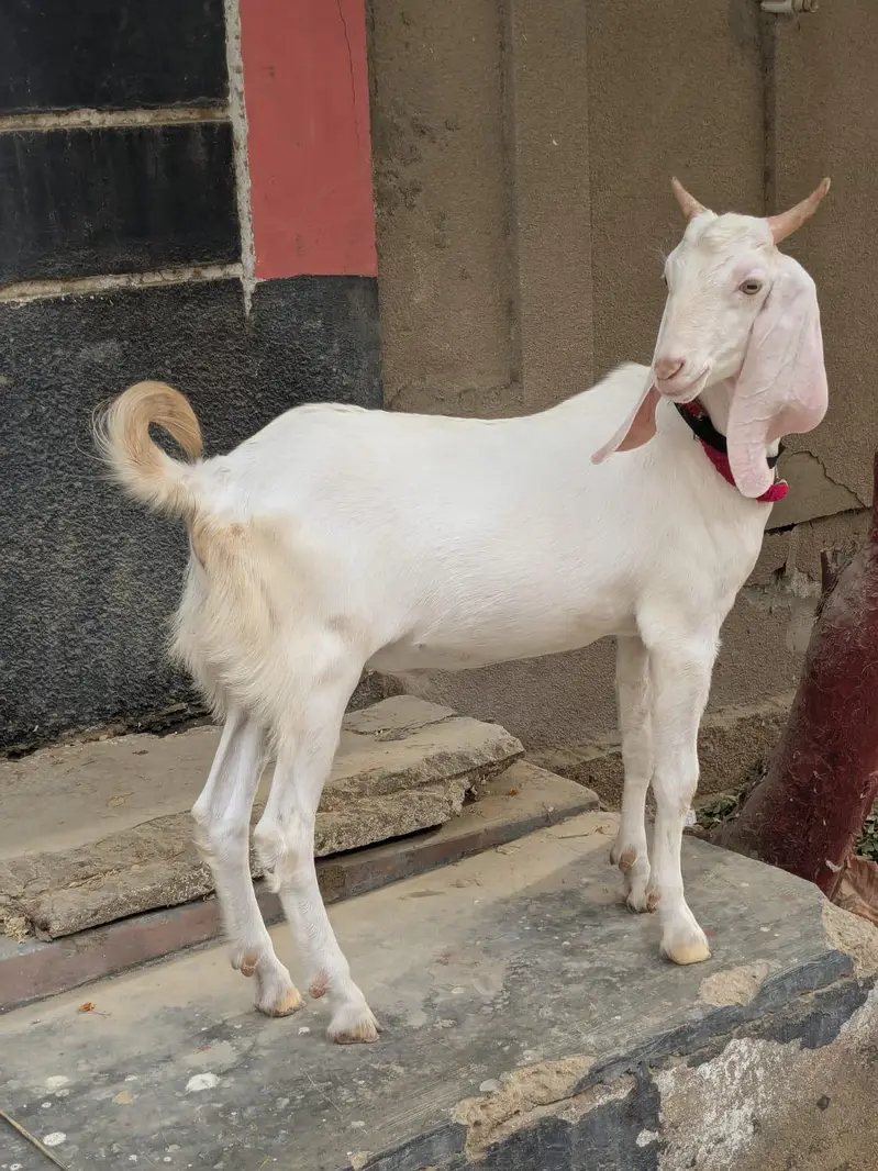 gulabi Bakra — photo 5