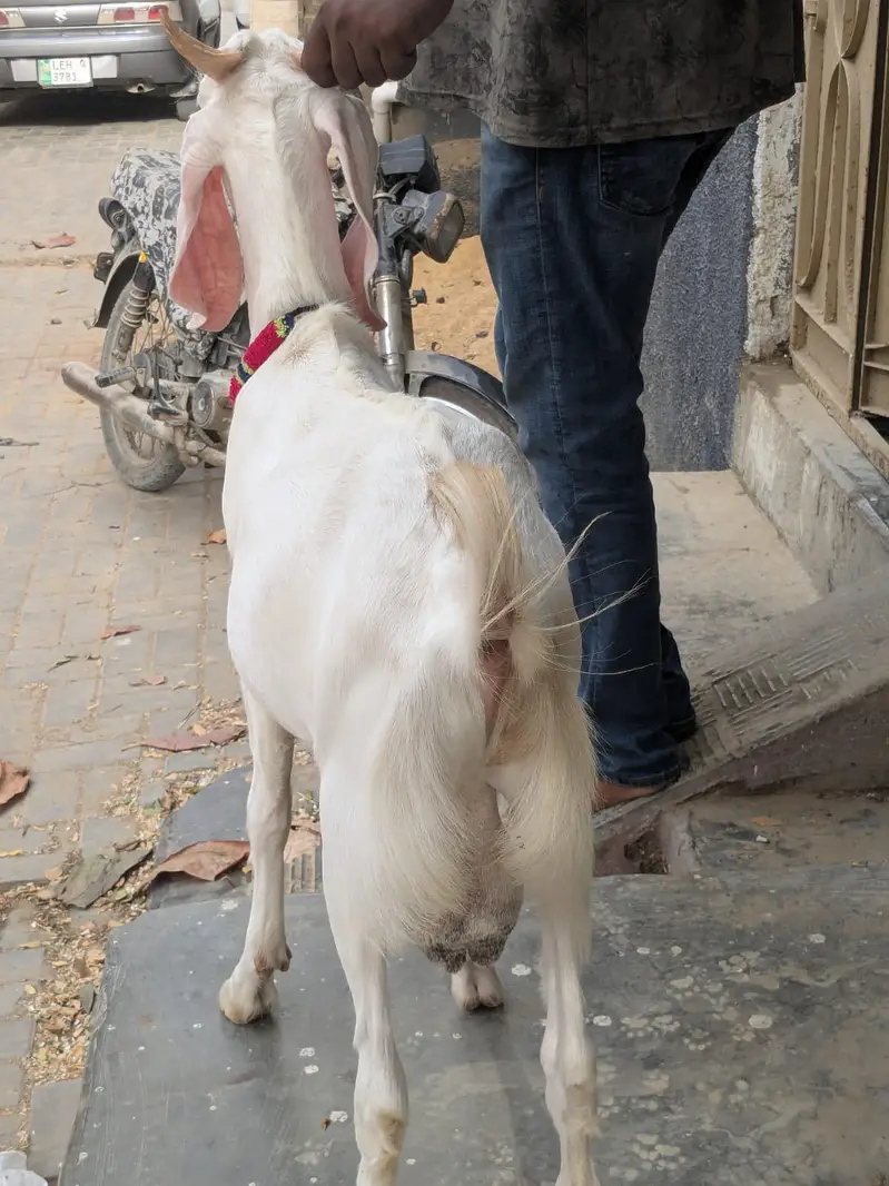 gulabi Bakra — photo 7