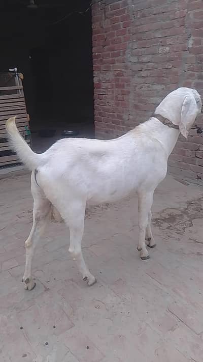 beautiful rajanpuri breeder and bakri with kids