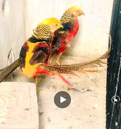 Pheasant male