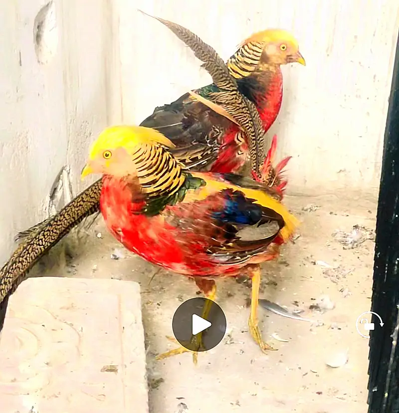 Pheasant male — photo 2