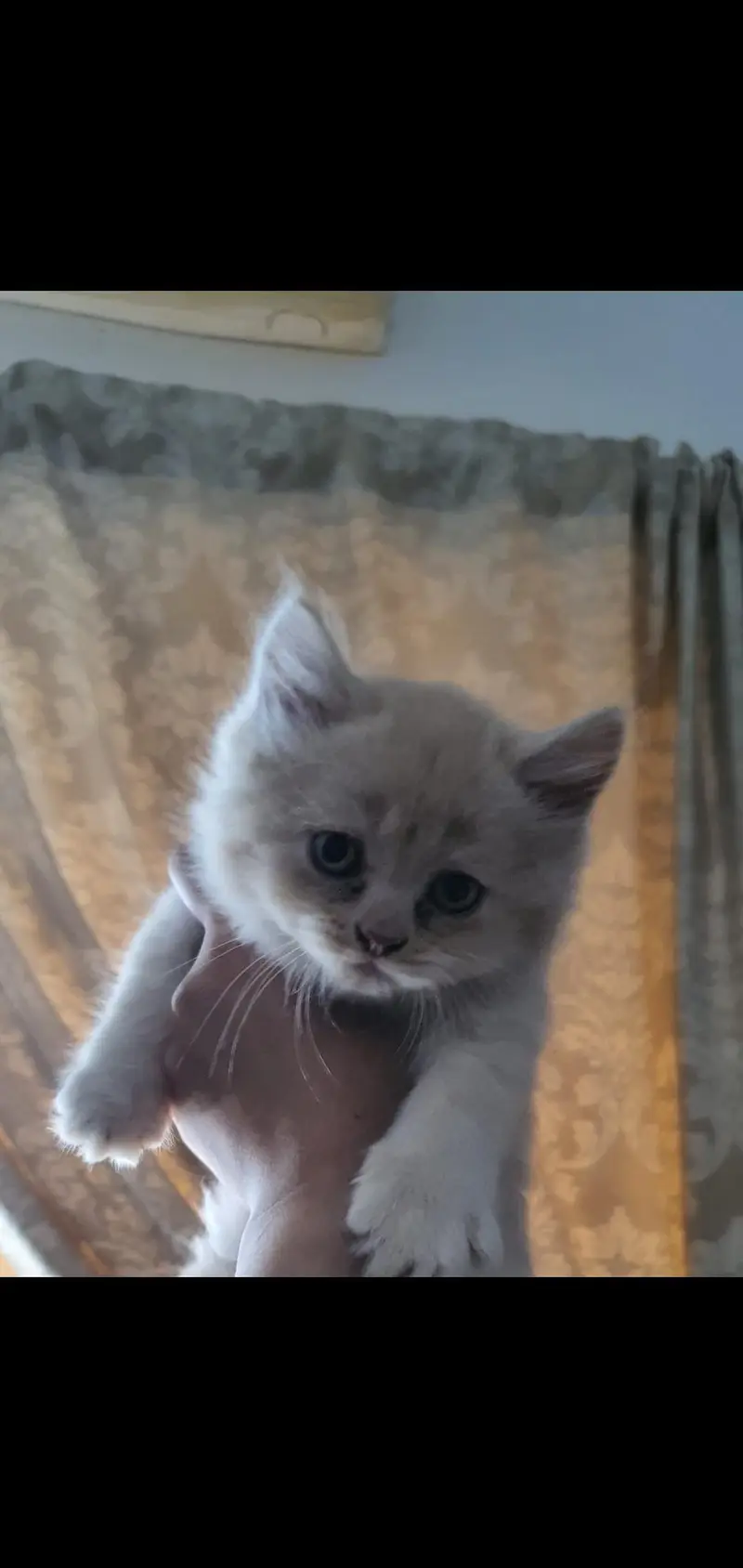 persian Cats for sale — photo 2