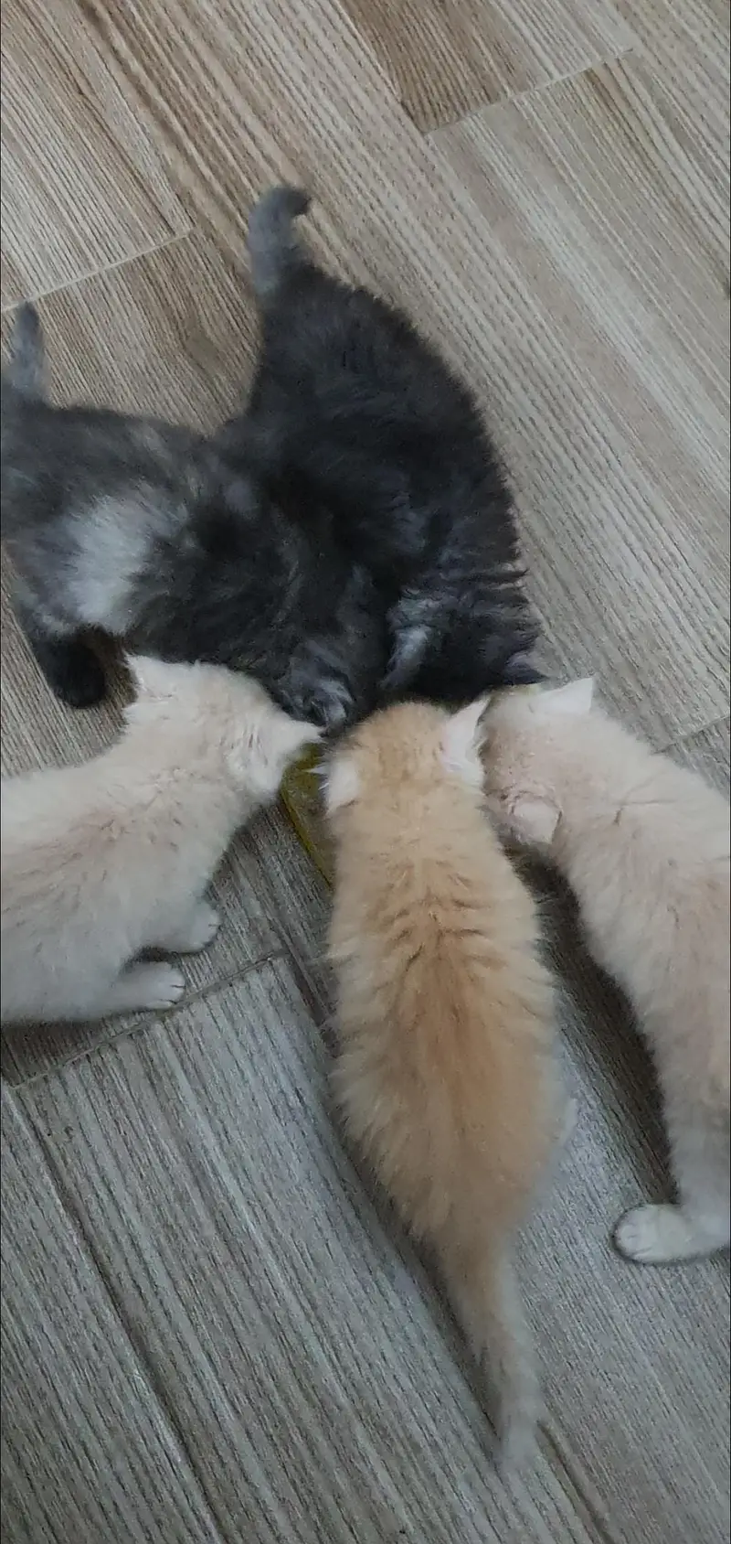 persian Cats for sale — photo 3