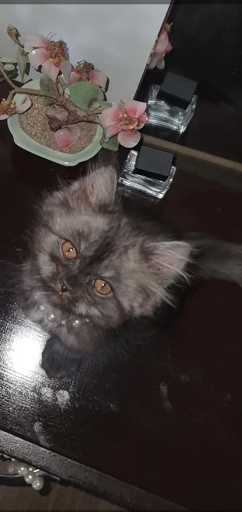 persian Cats for sale — photo 4