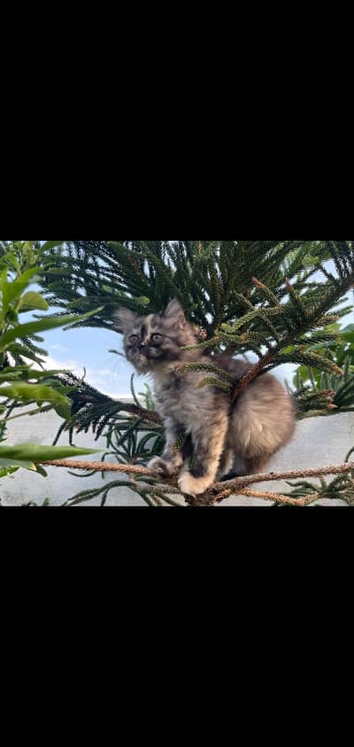 persian Cats for sale