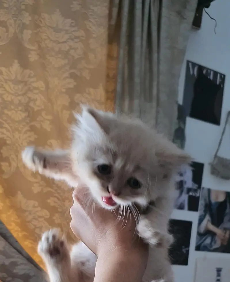 persian Cats for sale — photo 5