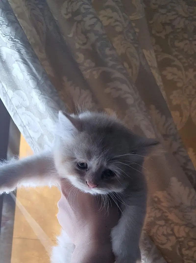persian Cats for sale — photo 6