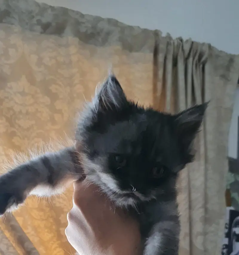 persian Cats for sale — photo 7