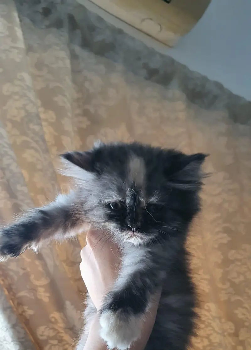 persian Cats for sale — photo 8