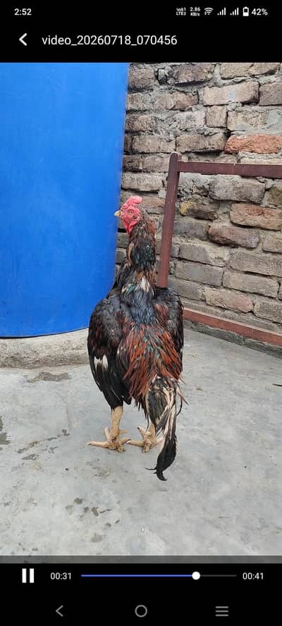 aseel for sale