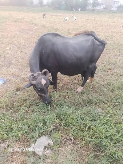 بھینس براے فروخت