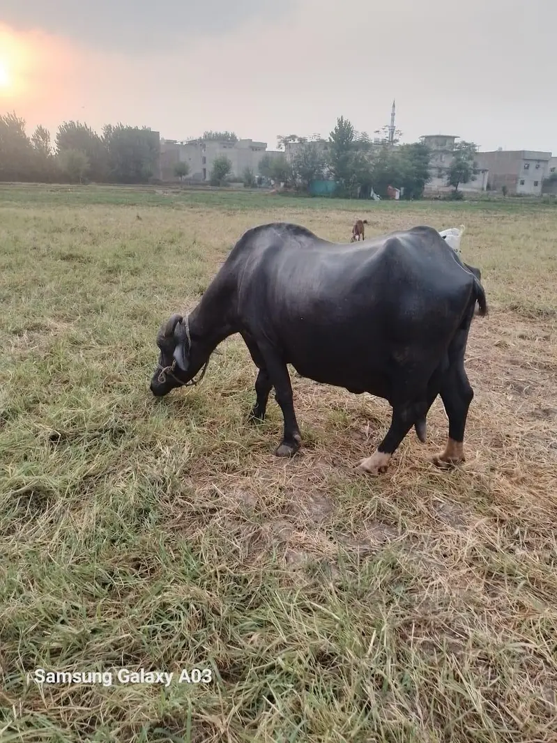 بھینس براے فروخت — photo 2