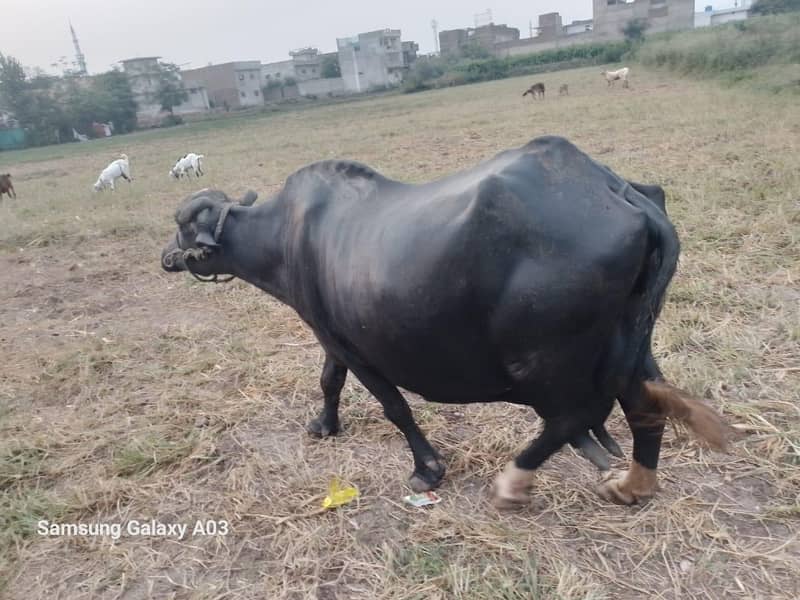 بھینس براے فروخت 2