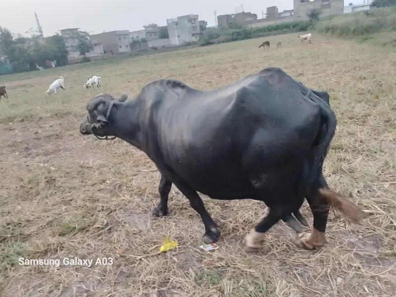 بھینس براے فروخت — photo 3