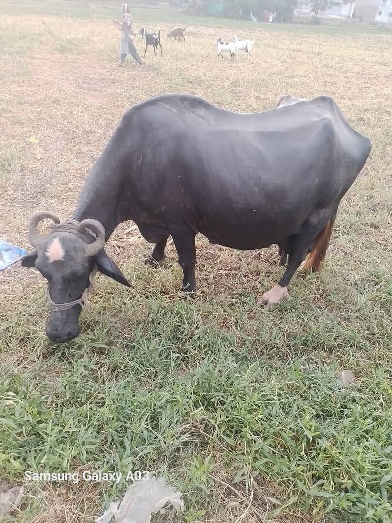 بھینس براے فروخت 3