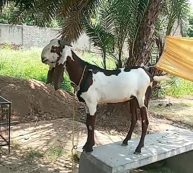 Pure Nagra Beetal Male 0321.6665792