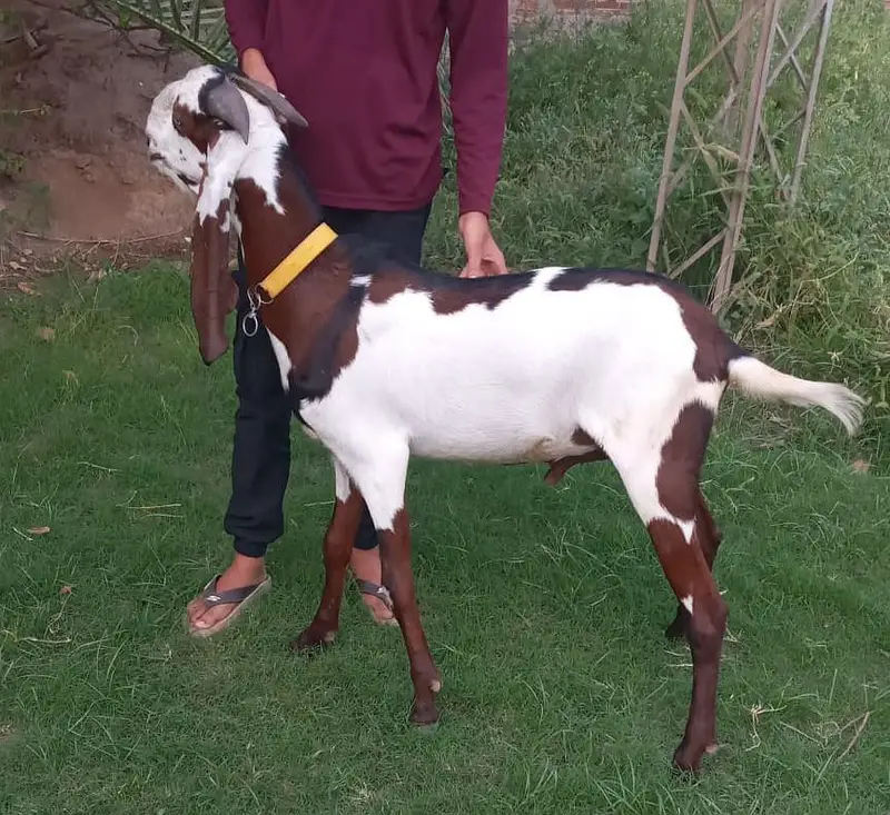 Pure Nagra Beetal Male 0321.6665792 — photo 2
