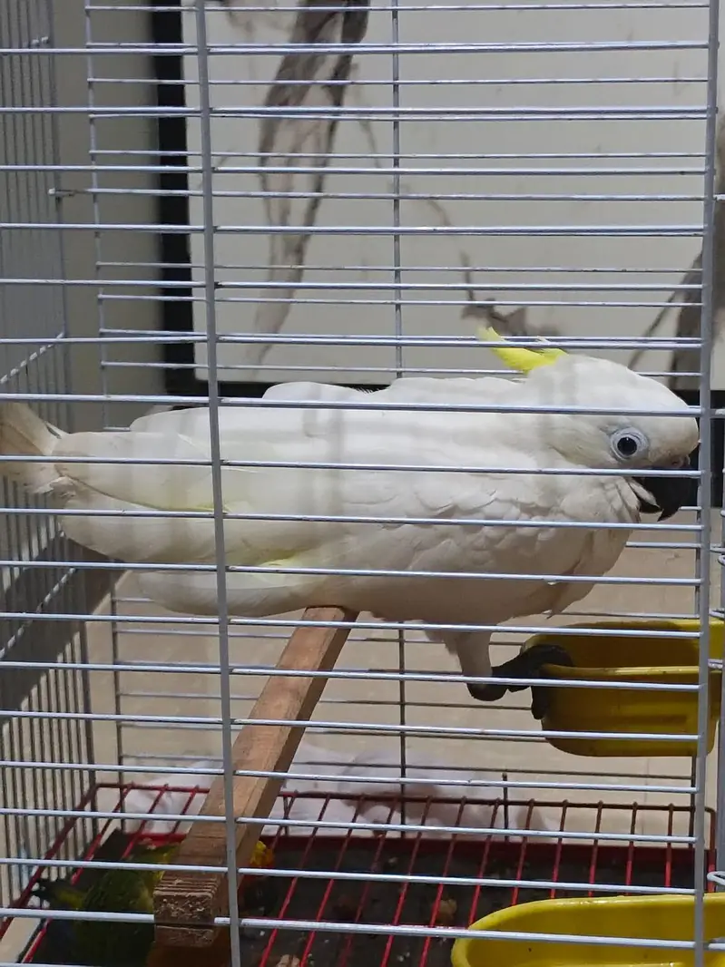triton cockatoo — photo 3