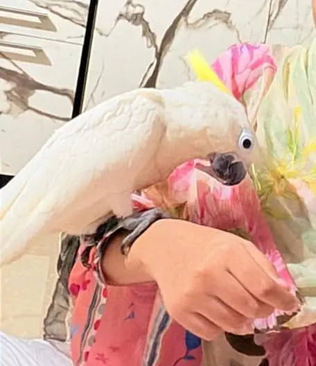 triton cockatoo — photo 4