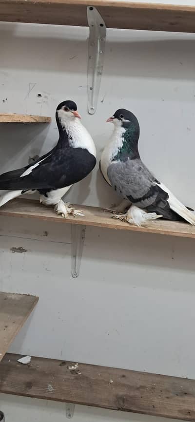 LAHORI SHERAZI JUMBO SIZE ORIGINAL PAIR BREEDING PAIR