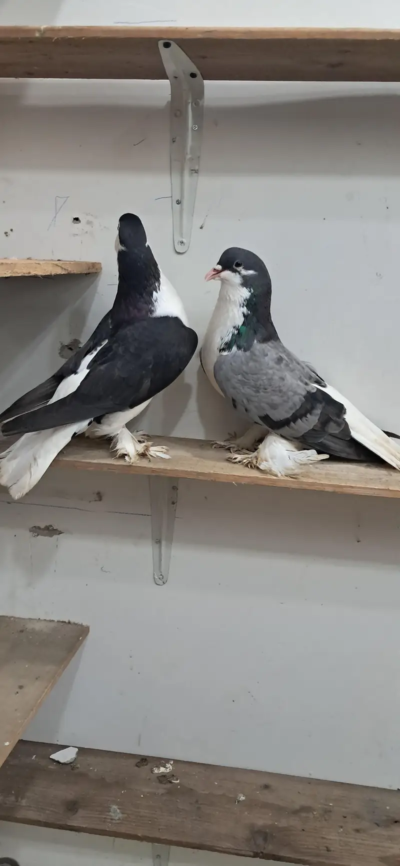 LAHORI SHERAZI JUMBO SIZE ORIGINAL PAIR BREEDING PAIR — photo 2