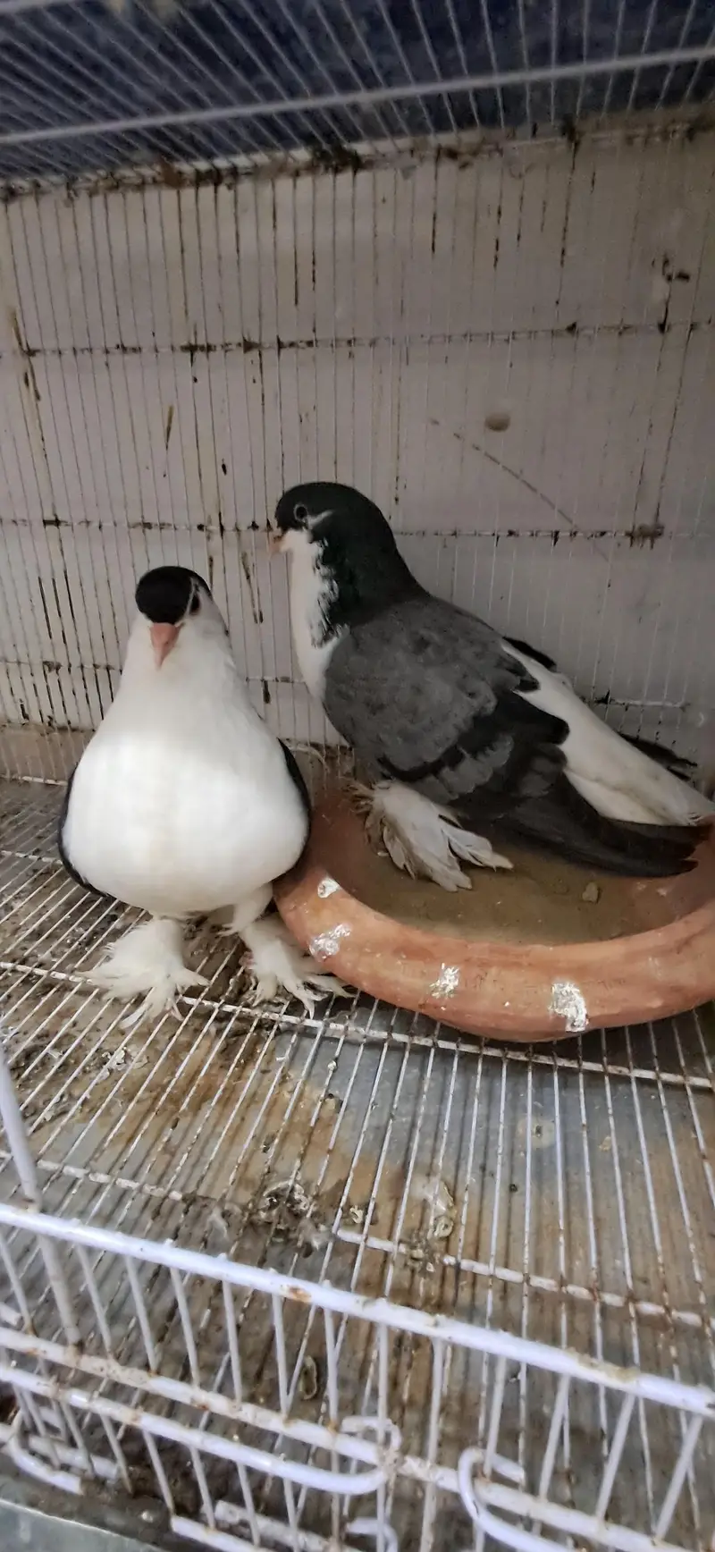 LAHORI SHERAZI JUMBO SIZE ORIGINAL PAIR BREEDING PAIR — photo 3