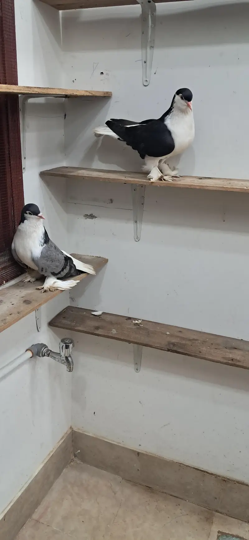 LAHORI SHERAZI JUMBO SIZE ORIGINAL PAIR BREEDING PAIR — photo 5