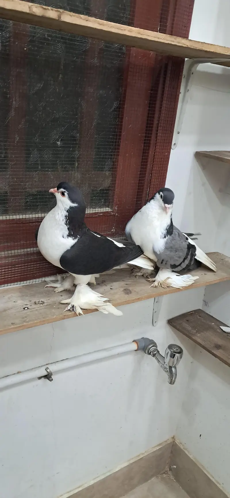 LAHORI SHERAZI JUMBO SIZE ORIGINAL PAIR BREEDING PAIR — photo 6