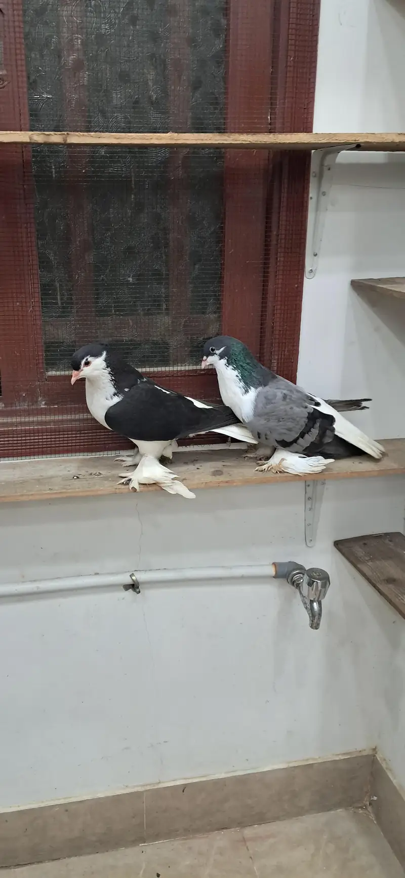 LAHORI SHERAZI JUMBO SIZE ORIGINAL PAIR BREEDING PAIR — photo 7