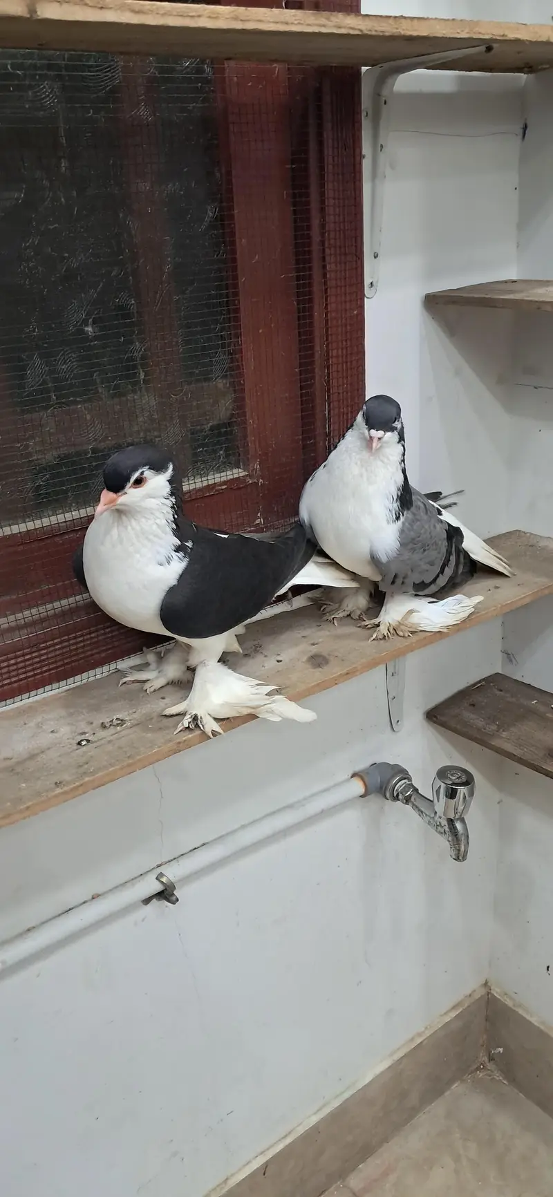 LAHORI SHERAZI JUMBO SIZE ORIGINAL PAIR BREEDING PAIR — photo 8