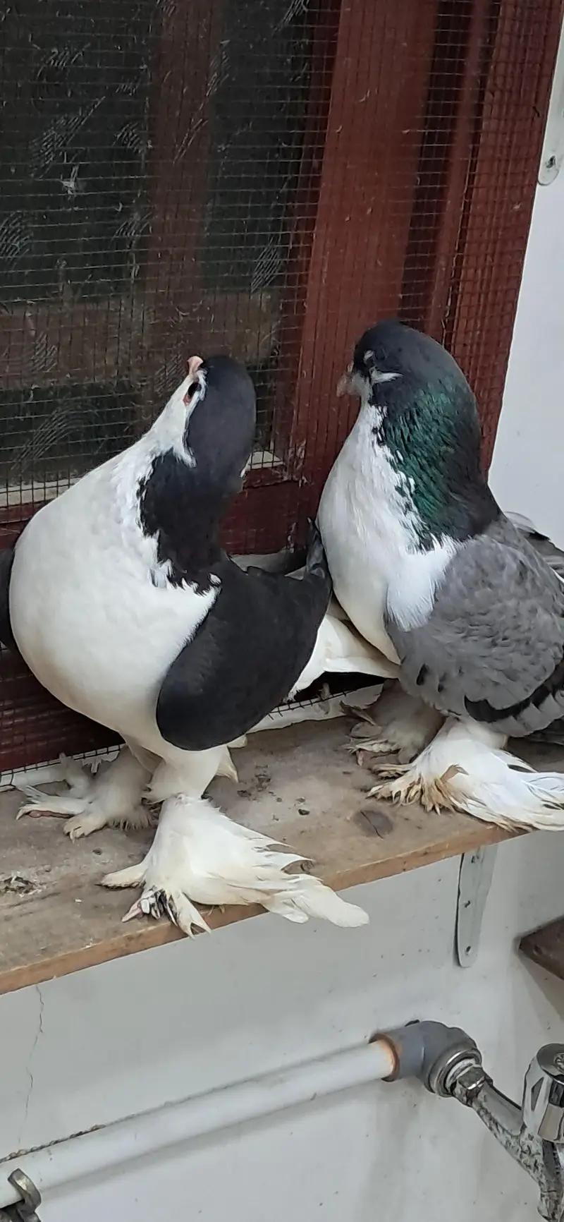 LAHORI SHERAZI JUMBO SIZE ORIGINAL PAIR BREEDING PAIR — photo 9