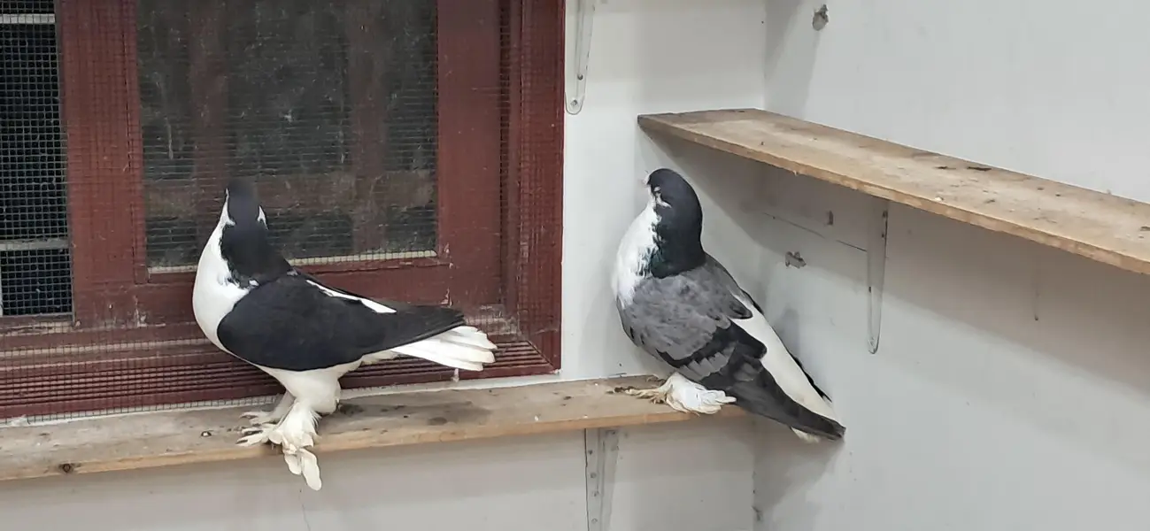 LAHORI SHERAZI JUMBO SIZE ORIGINAL PAIR BREEDING PAIR — photo 10