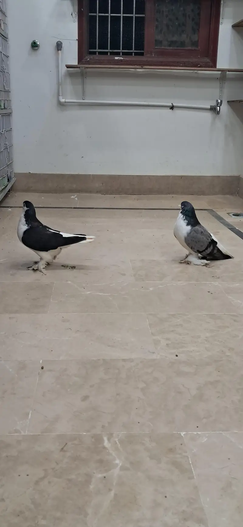 LAHORI SHERAZI JUMBO SIZE ORIGINAL PAIR BREEDING PAIR — photo 11