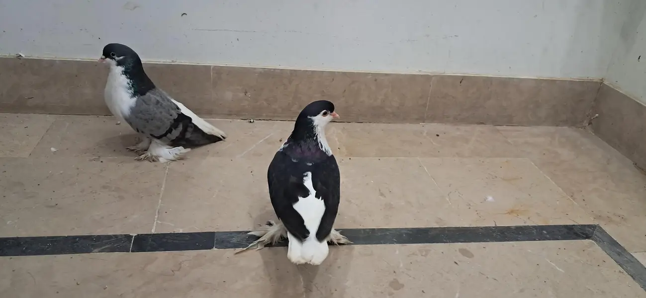 LAHORI SHERAZI JUMBO SIZE ORIGINAL PAIR BREEDING PAIR — photo 12