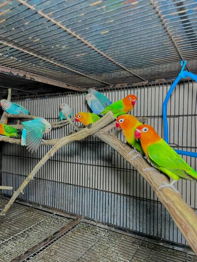 lovebirds parrot pair
