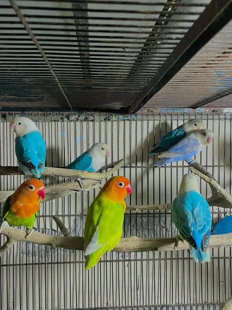 lovebirds parrot pair — photo 2