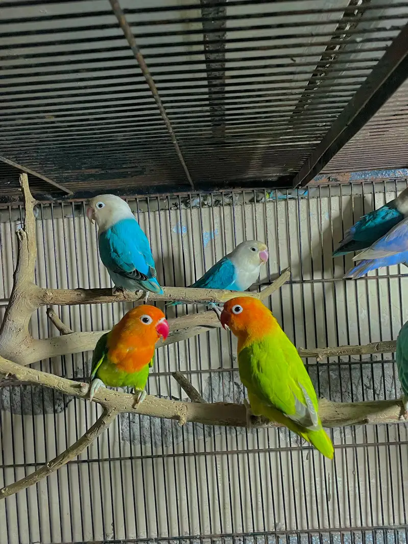 lovebirds parrot pair — photo 3