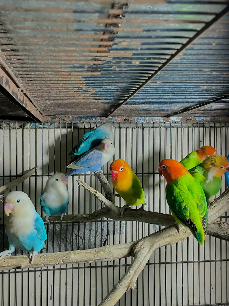 lovebirds parrot pair — photo 4